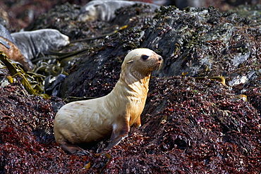 Leucistic Antarctic fur seal pup (Arctocephalus gazella) on South Georgia, Southern Ocean