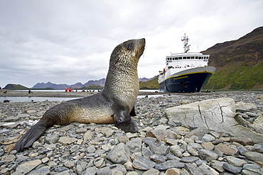 Antarctic fur seal pup (Arctocephalus gazella) near the abandoned whaling station at Stromness Bay on South Georgia, Southern Ocean