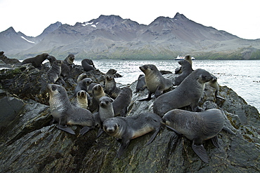 Antarctic fur seal pups (Arctocephalus gazella) playing in Fortuna Bay on South Georgia, Southern Ocean