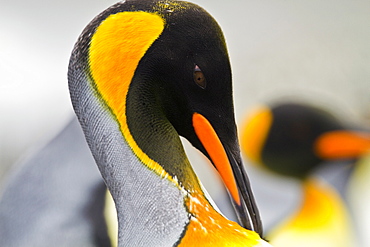 King penguin (Aptenodytes patagonicus) detail at breeding and nesting colony at St. Andrews Bay on South Georgia, Southern Ocean. 