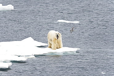 Polar bear (Ursus maritimus) on multi-year ice floes in the Barents Sea off the eastern coast of EdgeØya (Edge Island) in the Svalbard Archipelago, Norway.