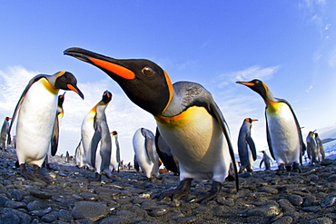 King penguin (Aptenodytes patagonicus) breeding and nesting colony at Salisbury Plains in the Bay of Isles, South Georgia, Southern Ocean.