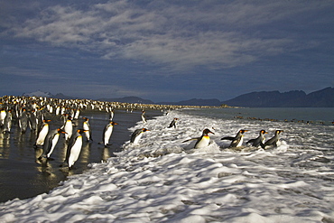 King penguins (Aptenodytes patagonicus) on the beach at breeding and nesting colony at Salisbury Plains in the Bay of Isles, South Georgia, Southern Ocean.