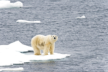 Polar bear (Ursus maritimus) on multi-year ice floes in the Barents Sea off the eastern coast of EdgeØya (Edge Island) in the Svalbard Archipelago, Norway.