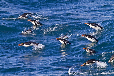 Adult macaroni penguins (Eudyptes chrysolophus) porpoising for speed while traveling to their breeding colony on South Georgia, Southern Ocean