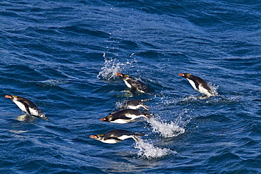 Adult macaroni penguins (Eudyptes chrysolophus) porpoising for speed while traveling to their breeding colony on South Georgia, Southern Ocean