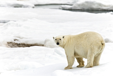 Polar bear (Ursus maritimus) on multi-year ice floes in the Barents Sea off the eastern coast of EdgeØya (Edge Island) in the Svalbard Archipelago, Norway.