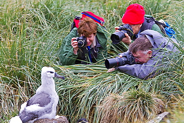 Guests from the Lindblad Expedition ship National Geographic Explorer photographing black-browed albatross on West Point Island in the Falkland Islands