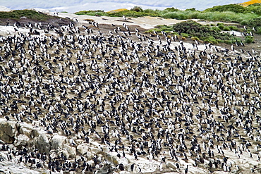 Imperial Shags (Phalacrocorax (atriceps) atriceps) at breeding colony on small islets off the city of Ushuaia, Argentina, South Atlantic Ocean