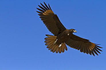 Striated caracara (Phalcoboenus australis) on Carcass Island in the Falkland Islands, South Atlantic Ocean