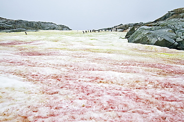 Red and green algae-covered snow on Petermann Island, Antarctica, Southern Ocean