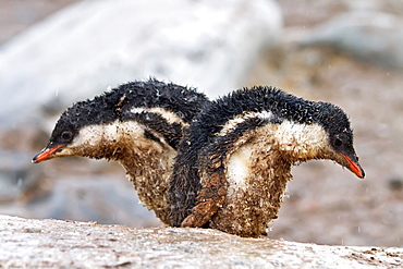 Gentoo penguin (Pygoscelis papua) chicks covered with mud and guano on Cuverville Island, Antarctica, Southern Ocean