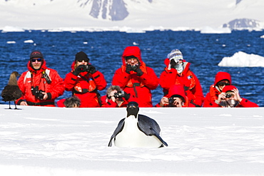 Lindblad Expeditions guests with a lone adult emperor penguin (Aptenodytes forsteri) on sea ice in the Gullet between Adelaide Island and the Antarctic Peninsula, Antarctica.