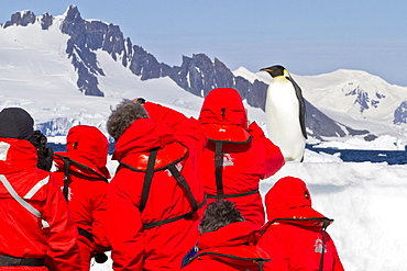 Lindblad Expeditions guests with a lone adult emperor penguin (Aptenodytes forsteri) on sea ice in the Gullet between Adelaide Island and the Antarctic Peninsula, Antarctica.