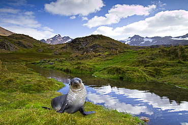 Antarctic fur seal pup (Arctocephalus gazella) near the abandoned whaling station at Stromness Bay on South Georgia, Southern Ocean