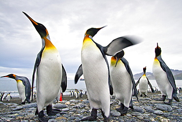 King penguin (Aptenodytes patagonicus) breeding and nesting colony at St. Andrews Bay on South Georgia, Southern Ocean.