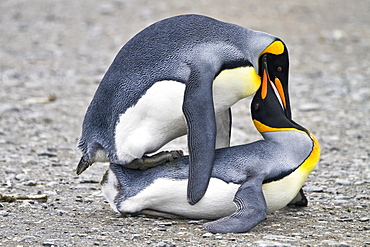 King penguin (Aptenodytes patagonicus) mating behavior at breeding and nesting colony at St. Andrews Bay on South Georgia, Southern Ocean.