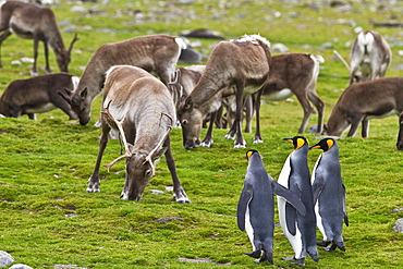 King penguin (Aptenodytes patagonicus) with introduced reindeer at breeding and nesting colony at St. Andrews Bay on South Georgia, Southern Ocean.