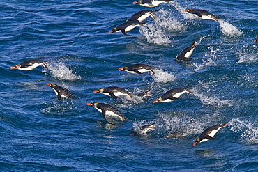 Adult macaroni penguins (Eudyptes chrysolophus) porpoising for speed while traveling to their breeding colony on South Georgia, Southern Ocean