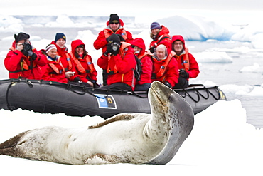 Adult female leopard seal (Hydrurga leptonyx) with Lindblad Expedition guests at Brown Bluff near the Antarctic Peninsula, Southern Ocean