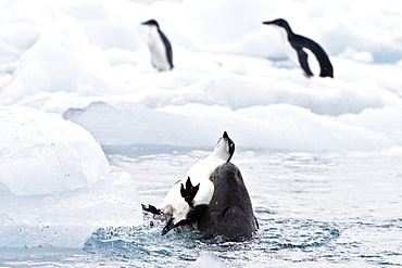 Adult female leopard seal (Hydrurga leptonyx) killing and eating a juvenile Ad?lie penguin at Brown Bluff near the Antarctic Peninsula, Southern Ocean