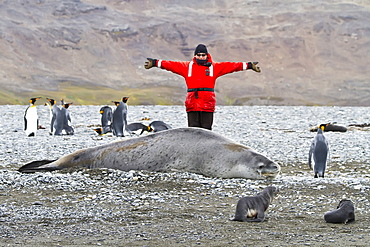 Lindblad Expeditions staff member Lisa Trotter next to a HUGE adult male leopard seal (Hydrurga leptonyx) hauled out on the beach at Salisbury Plains in the Bay of Isles, Southern Ocean