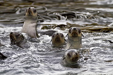 Antarctic fur seal pup (Arctocephalus gazella) playing in the kelp on Prion Island in the Bay of Isles on South Georgia, Southern Ocean