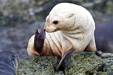 Leucistic Antarctic fur seal pup (Arctocephalus gazella) on South Georgia, Southern Ocean