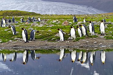 King penguin (Aptenodytes patagonicus) reflected in melt water pond at breeding and nesting colony at St. Andrews Bay on South Georgia, Southern Ocean.