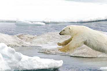 A young polar bear (Ursus maritimus) leaping from floe to floe on multi-year ice floes in the Barents Sea off the eastern coast of EdgeØya (Edge Island) in the Svalbard Archipelago, Norway.