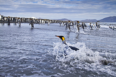 King penguins (Aptenodytes patagonicus) on the beach at breeding and nesting colony at Salisbury Plains in the Bay of Isles, South Georgia, Southern Ocean.