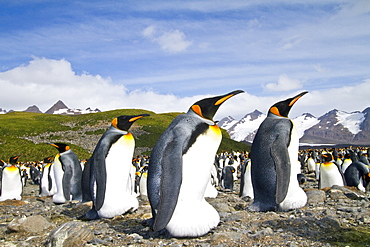 King penguins (Aptenodytes patagonicus) at breeding and nesting colony at Salisbury Plains in the Bay of Isles, South Georgia, Southern Ocean.