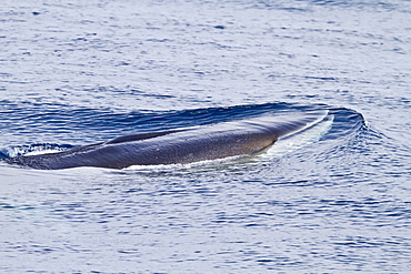 Adult fin whale (Balaenoptera physalus) surfacing in the rich waters off the continental shelf near South Georgia in the Southern Ocean