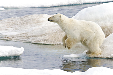 A young polar bear (Ursus maritimus) leaping from floe to floe on multi-year ice floes in the Barents Sea off the eastern coast of EdgeØya (Edge Island) in the Svalbard Archipelago, Norway.