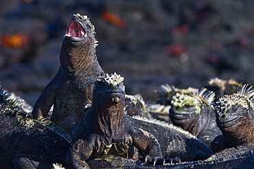 The endemic Galapagos marine iguana (Amblyrhynchus cristatus) in the Galapagos Island Archipelago, Ecuador