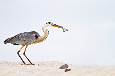 Adult great blue heron (Ardea herodias cognata) feeding on green sea turtle (Chelonia mydas) hatchlings at Las Bachas, Santa Cruz Island in the Galapagos Island Archipelago, Ecuador