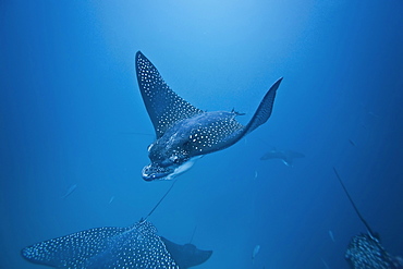 Spotted eagle ray (Aetobatus narinari) underwater at Leon Dormido (Sleeping Lion) Island off San Cristobal Island in the Galapagos Island Archipelago, Ecuador