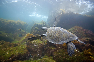 Adult green sea turtle (Chelonia mydas agassizii) underwater in the Galapagos Island Archipelago, Ecuador