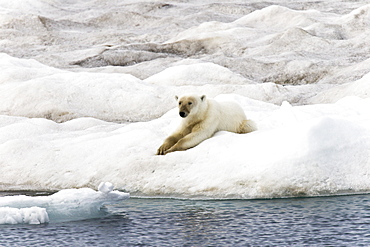 A young polar bear (Ursus maritimus) on multi-year ice floes in the Barents Sea off the eastern coast of EdgeØya (Edge Island) in the Svalbard Archipelago, Norway.