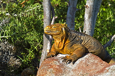 The very colorful Galapagos land iguana (Conolophus subcristatus) in the Galapagos Island Archipelago, Ecuador. MORE INFO This large land iguana is endemic to the Galapagos Islands.