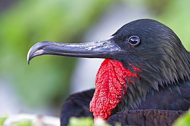 Male Great frigatebird (Fregata minor) in breeding plumage (note the red gular pouch) on Genovesa (Tower) Island,  in the Galapagos Island Archipelago, Ecuador