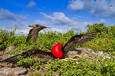 Male Great frigatebird (Fregata minor) in breeding plumage (note the red gular pouch) on Genovesa (Tower) Island,  in the Galapagos Island Archipelago, Ecuador