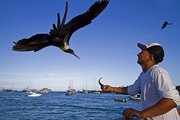 Great frigatebird (Fregata minor) taking handouts from a fisherman in Puerto Ayora on Santa Cruz Island,  in the Galapagos Island Archipelago, Ecuador