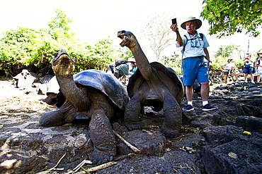 Captive Galapagos giant tortoise (Geochelone elephantopus) with photographer at the Charles Darwin Research Station on Santa Cruz Island in the Galapagos Island Archipelago, Ecuador