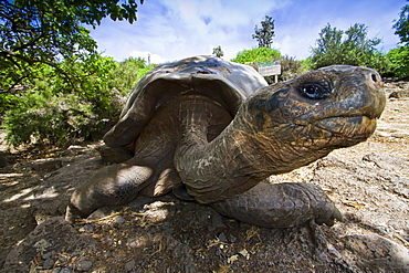 Captive Galapagos giant tortoise (Geochelone elephantopus) at the Charles Darwin Research Station on Santa Cruz Island in the Galapagos Island Archipelago, Ecuador