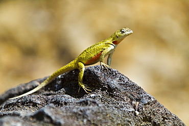 Lava lizard (Microlophus spp) in the Galapagos Island Archipelago, Ecuador