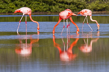 Greater flamingo (Phoenicopterus ruber) foraging for small pink shrimp (Artemia salina) in saltwater lagoon in the Galapagos Island Archipelago, Ecuador