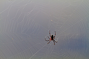 Macro photograph of a spider (Order Araneae) in the Galapagos Island Archipelago, Ecuador.