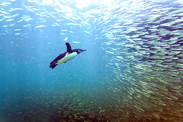 Galapagos penguin (Spheniscus mendiculus) feeding underwater on small baitfish in the Galapagos Island Archipelago, Ecuador