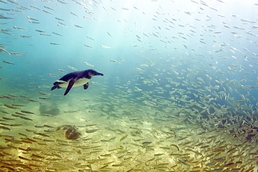 Galapagos penguin (Spheniscus mendiculus) feeding underwater on small baitfish in the Galapagos Island Archipelago, Ecuador